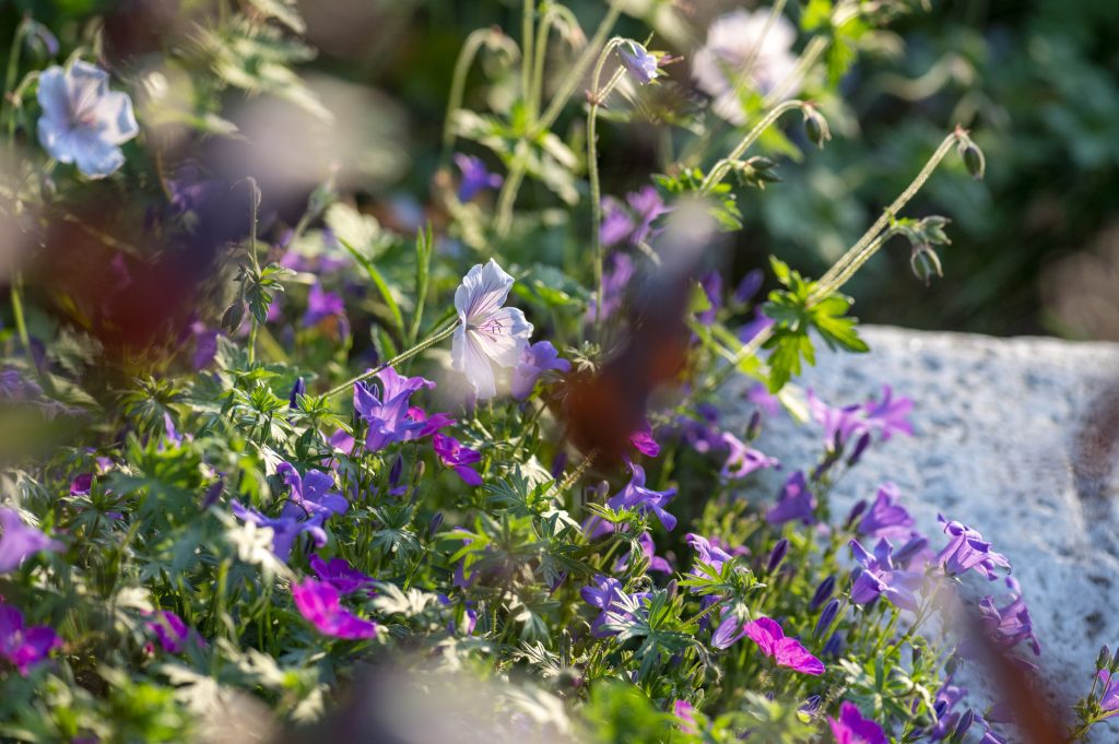 bd_20220518_dsc0281