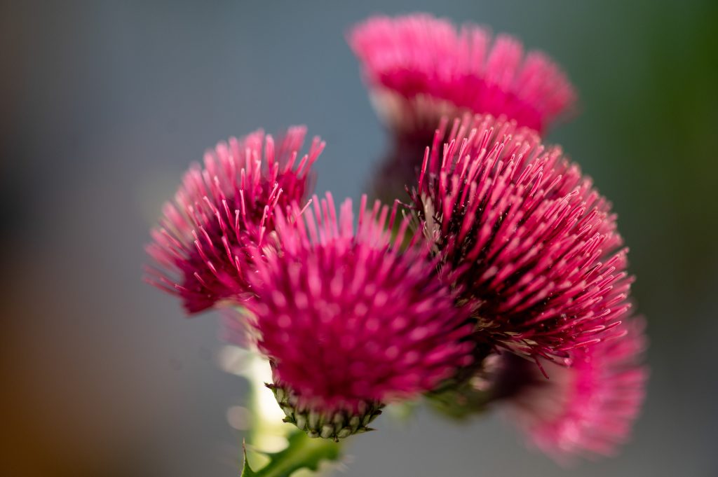 bd_210602__dsc0353