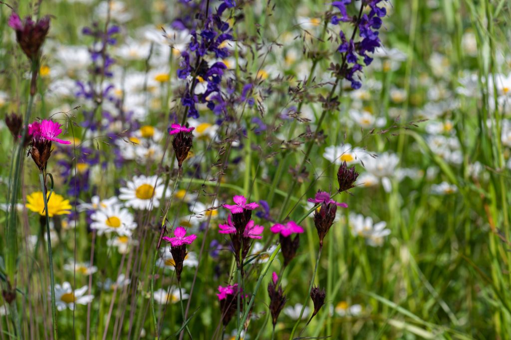 bd_210602__dsc0507
